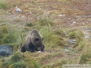 Ursus arctos horribilis, grizzli, Chilkoot River, Alaska