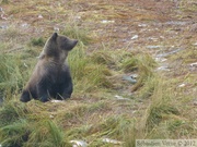 Ursus arctos horribilis, grizzli, Chilkoot River, Alaska