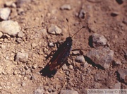  Gomphocerus sibiricus, Criquet sibérien, mâle