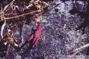 Chorthippus brunneus, Criquet duettiste, juvénile rose