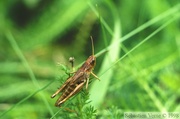 Pseudochorthippus parallelus, Criquet des pâtures, femelle rose