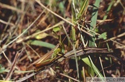 Pseudochorthippus parallelus, Criquet des pâtures, mâle macroptère