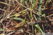 Pseudochorthippus parallelus, Criquet des pâtures, mâle macroptère