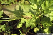 Pseudochorthippus parallelus, Criquet des pâtures, mâle