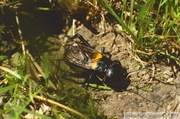 Gryllus campestris, grillon des champêtre, mâle