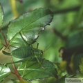 Leptophyes punctatissima femelle, Ruminghem (62), fin 08-1998 -122.jpg