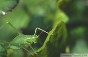 Leptophyes punctatissima, Sauterelle ponctuée, femelle