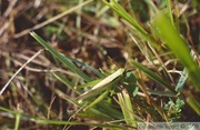 Mecostethus parapleurus, Criquet des roseaux