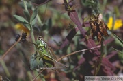 Roeseliana roeselii, Decticelle bariolée, mâle