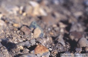 Oedipoda caerulescens, oedipode à ailes bleues