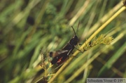 Omocestus rufipes, Criquet noir-ébène, mâle