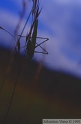 Phaneroptera falcata, Phanéroptère commun, mâle