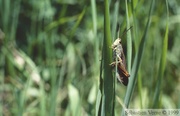 Stauroderus scalaris, Criquet jacasseur, mâle