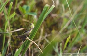 Stenobothrus lineatus, Criquet ligné, femelle