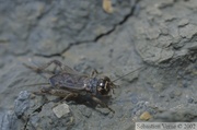 Eumodicogryllus bordigalensis, le grillon bordelais