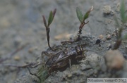 Eumodicogryllus bordigalensis, le grillon bordelais