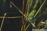 Tettigonia viridissima, Grande sauterelle verte, mâle