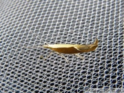 Ypsolopha dentella, Honeysuckle Moth