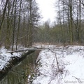 Terril Sabatier - Forêt de Raismes, 11 fév. 2013
