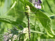 Anax imperator