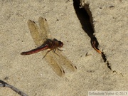 Sympetrum striolatum