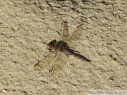 Sympétrum strié, Sympetrum striolatum