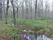 Forêt de Nieppe