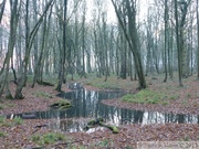 Forêt de Nieppe