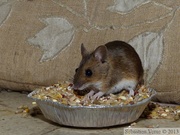 Mulot sylvestre, Apodemus sylvaticus, Wood Mouse