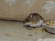 Mulot sylvestre, Apodemus sylvaticus, Wood mouse