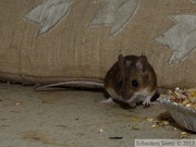 Mulot sylvestre, Apodemus sylvaticus, Wood mouse