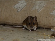 Mulot sylvestre, Apodemus sylvaticus, Wood mouse