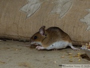 Mulot sylvestre, Apodemus sylvaticus, Wood mouse