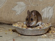 Mulot sylvestre, Apodemus sylvaticus, Wood mouse