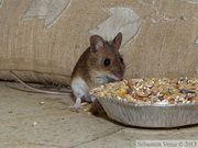 Mulot sylvestre, Apodemus sylvaticus, Wood mouse