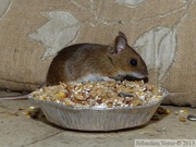 Mulot sylvestre, Apodemus sylvaticus, Wood mouse