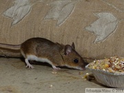 Mulot sylvestre, Apodemus sylvaticus, Wood mouse