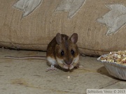 Mulot sylvestre, Apodemus sylvaticus, Wood mouse