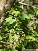 Groseiller, fleurs