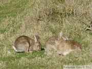 Oryctolagus cuniculus, lapin de garenne