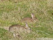 Oryctolagus cuniculus, lapin de garenne