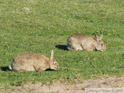 Oryctolagus cuniculus, lapin de garenne