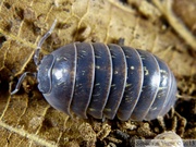 Armadillidium vulgare