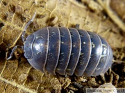 Armadillidium vulgare 01