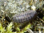 Armadillidium nasatum