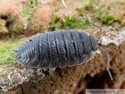 Porcellio scaber