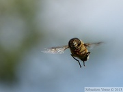 Eristale, Eristalis sp.