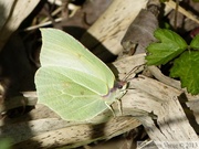 Gonepteryx rhamni, citron, femelle