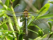 Cordulia aenea, la Cordulie bronzée