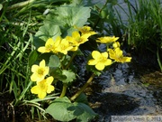 Populage des marais, Caltha palustris